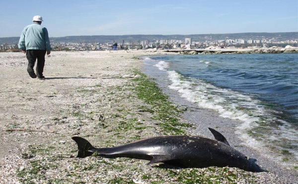 Варна: Морето изхвърли мъртви делфини