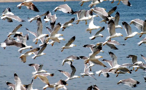 Защо наричат морските свалячи «гларуси»