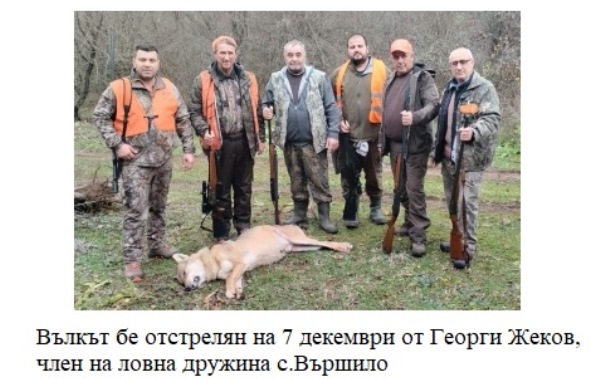 66-годишен ловец отстреля огромен вълк на хайка в Странджа
