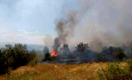 Пожар изгори 1300 дка лешникови насаждения
